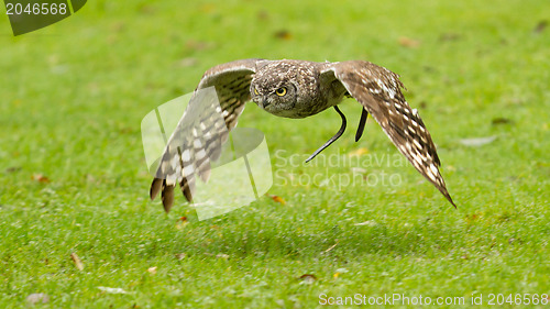 Image of African Eagle Owl flying over a green field