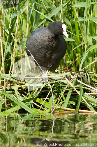 Image of Common coot sitting on a nest 