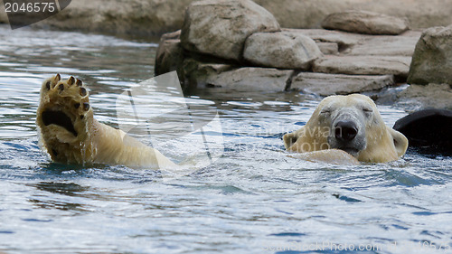 Image of Close-up of a polarbear (icebear) 