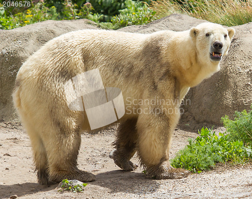 Image of Close-up of a polarbear in capticity 