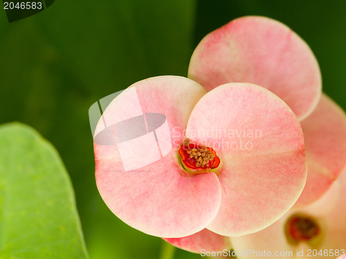 Image of Pink flowers blooming