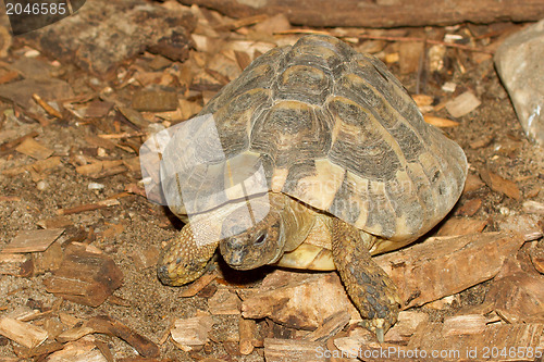 Image of Hermann's Tortoise, turtle on wood