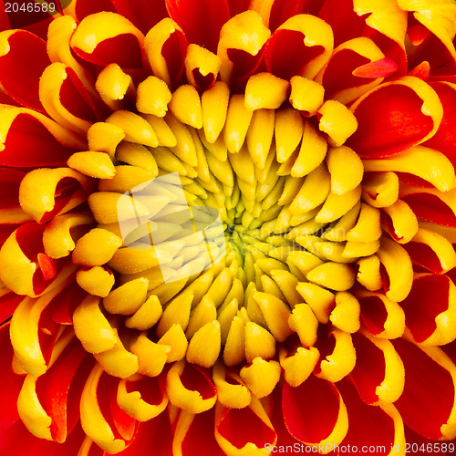 Image of Yellow Dahlia Flower Isolated