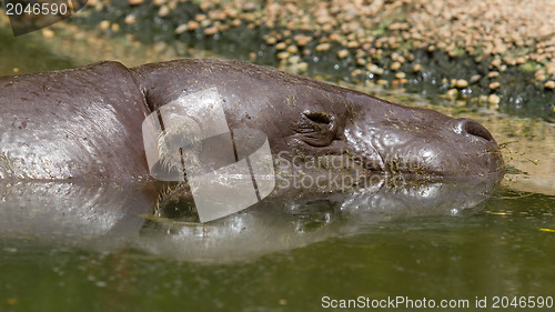 Image of Pygmy hippo swimming in a pool in Saigon