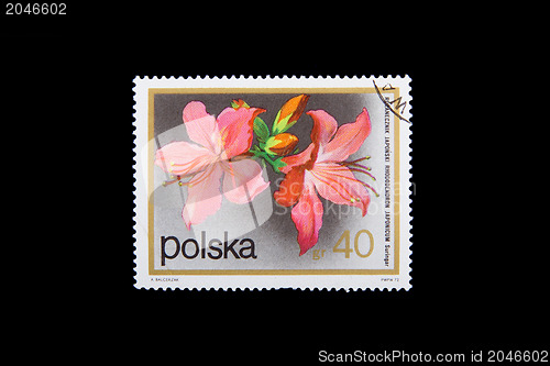 Image of POLAND - CIRCA 1990: Stamps printed by Poland, shows flowers of 
