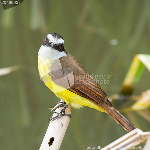 Image of Colorful great kiskedee