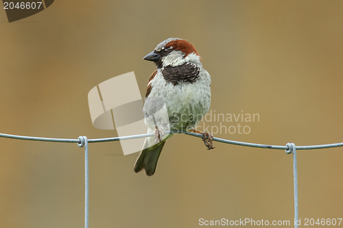 Image of Sparrow on metal fence 