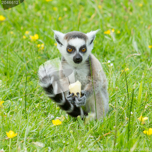 Image of Ring-tailed lemur eating fruit