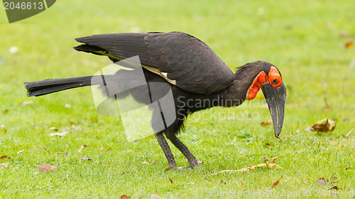 Image of Southern Ground hornbill (Bucorvus leadbeateri)