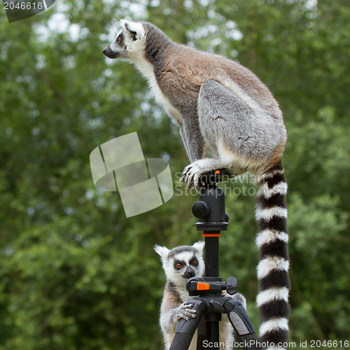 Image of Ring-tailed lemur sitting on tripod