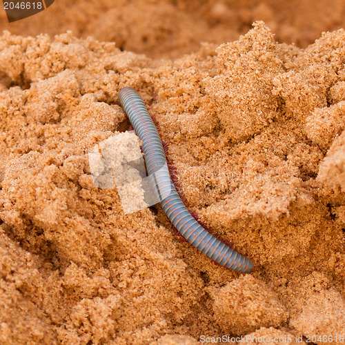 Image of Vietnamese Rainbow Millipede crawling in the sand