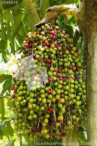 Image of Cluster of berries in a tree