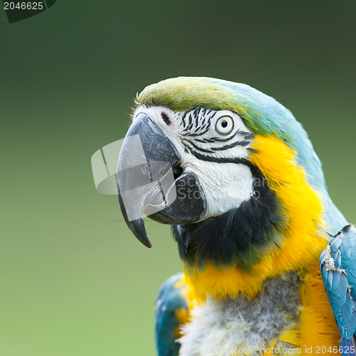 Image of Close-up of a macaw parrot