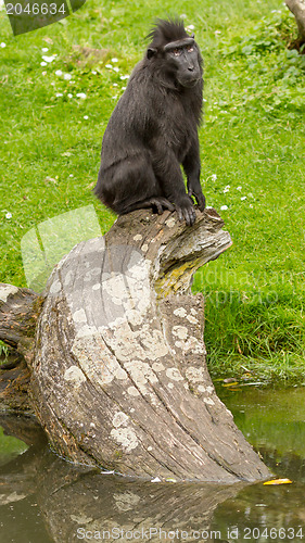 Image of Crested Black Macaque (Macaca nigra)