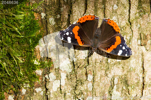 Image of Red Admiral Butterfly - Vanessa atalanta