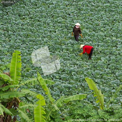 Image of Two farmers in a field working their crops