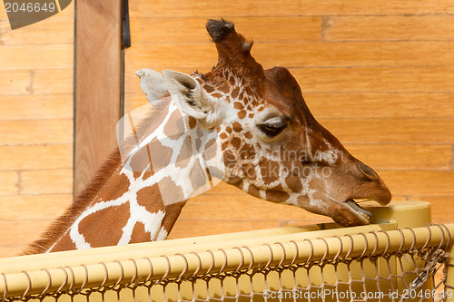 Image of Close up on Head of Giraffe Giraffa Camelopardalis Eating