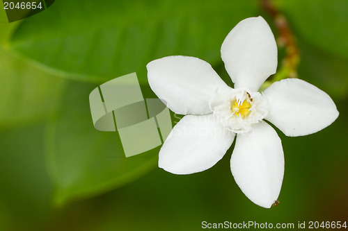 Image of White flower isolated