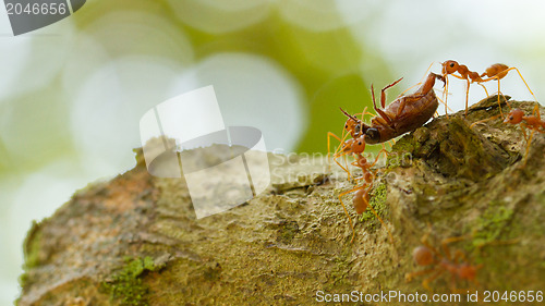 Image of Ants in a tree carrying a death bug