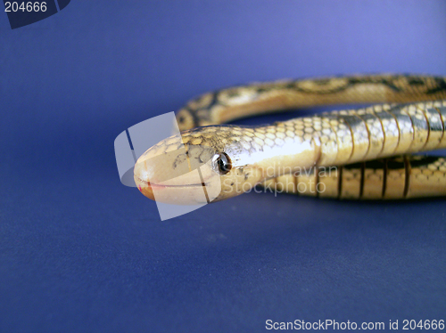 Image of wooden snake