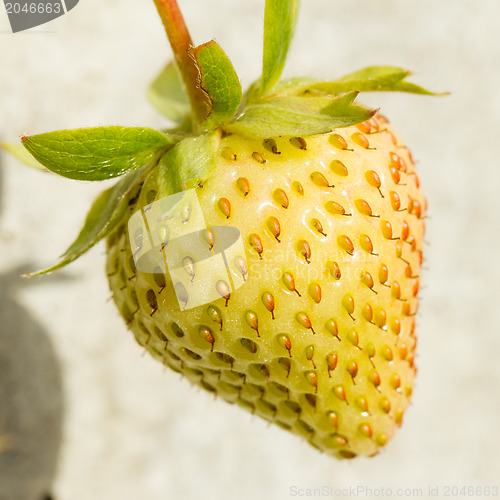 Image of Unripe strawberry in a farm