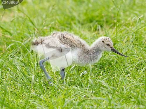 Image of Black-winged Stilt, Common Stilt, or Pied Stilt