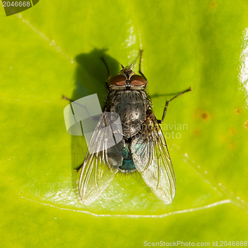 Image of Housefly on a green leaf
