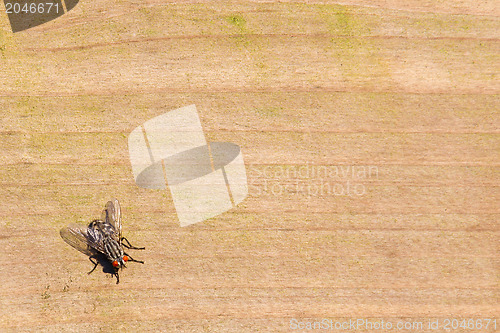 Image of Housefly on wood, room for copy space