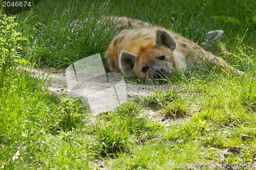 Image of Large spotted hyena resting