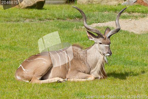 Image of Greater Kudu portrait; tragelaphus strepsiceros