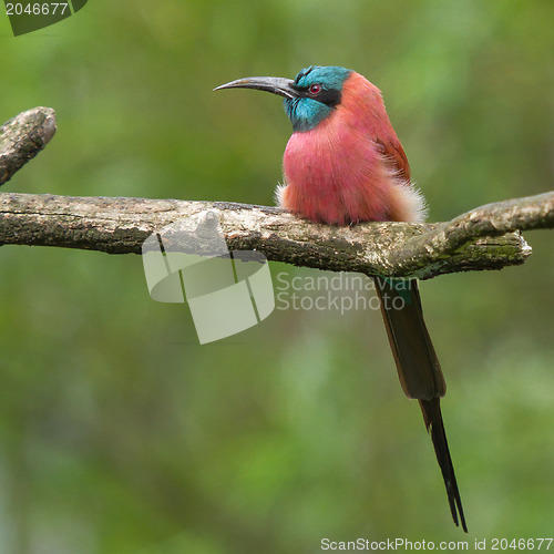 Image of Northern Carmine Bee-Eater