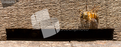 Image of Single small bee
