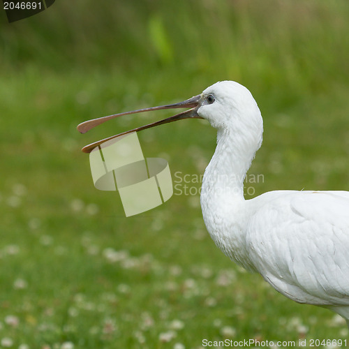 Image of Spoonbill in it's natural habitat