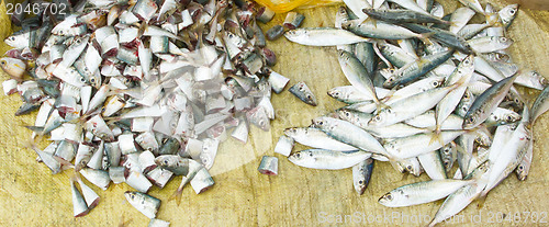 Image of Freshly catch sardines, anchovies