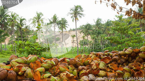 Image of Disposed coconut husks on the ground