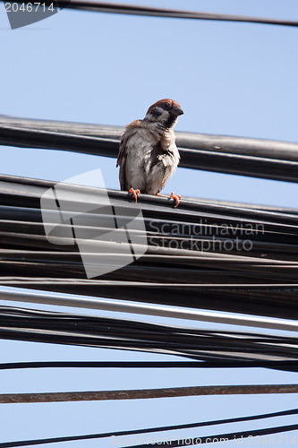 Image of Eurasian Tree Sparrow sitting on a power cable, cleaning itself