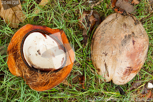 Image of Disposed coconut husks on the ground