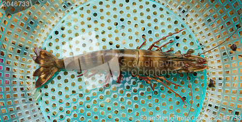 Image of Large living prawn on a Vietnamese market