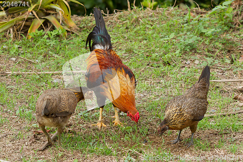 Image of Colorful rooster standing with his chicks