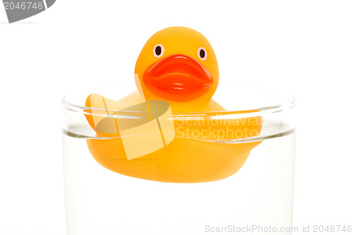 Image of Orange duck