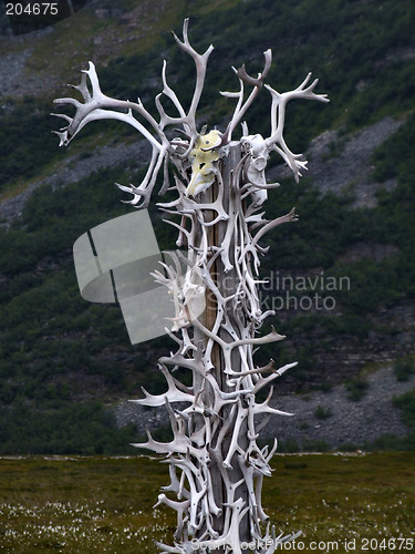 Image of Reindeer antlers collection