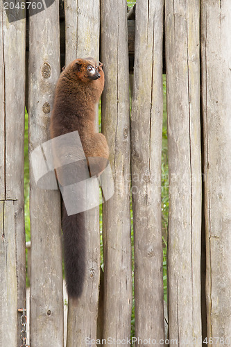 Image of Red-bellied Lemur (Eulemur rubriventer)