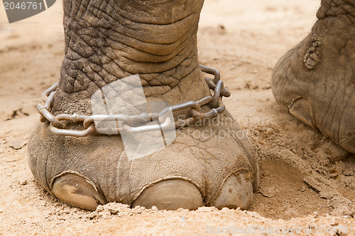 Image of Hobbled foot of a working Indian Elephant 