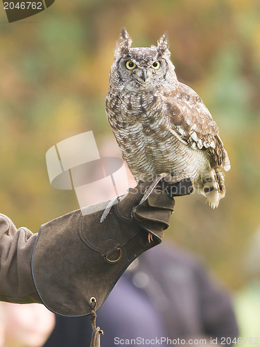 Image of African Eagle Owl, selective focus