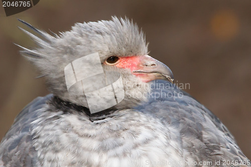 Image of Close-up of a Southern Screamer