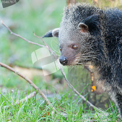 Image of Close-up of a Binturong (Arctictis binturong)