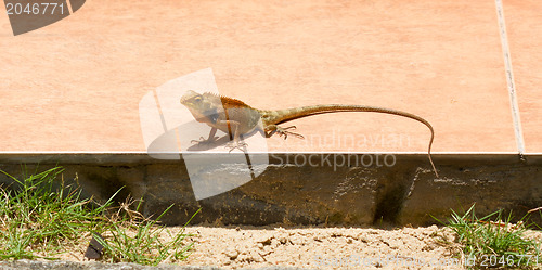 Image of Close up of a lizard