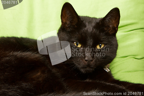 Image of Black cat isolated 