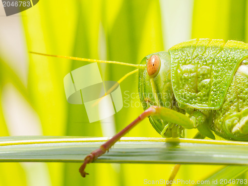 Image of Large grasshopper, eating grass