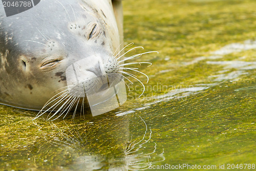 Image of Common seal resting in the water